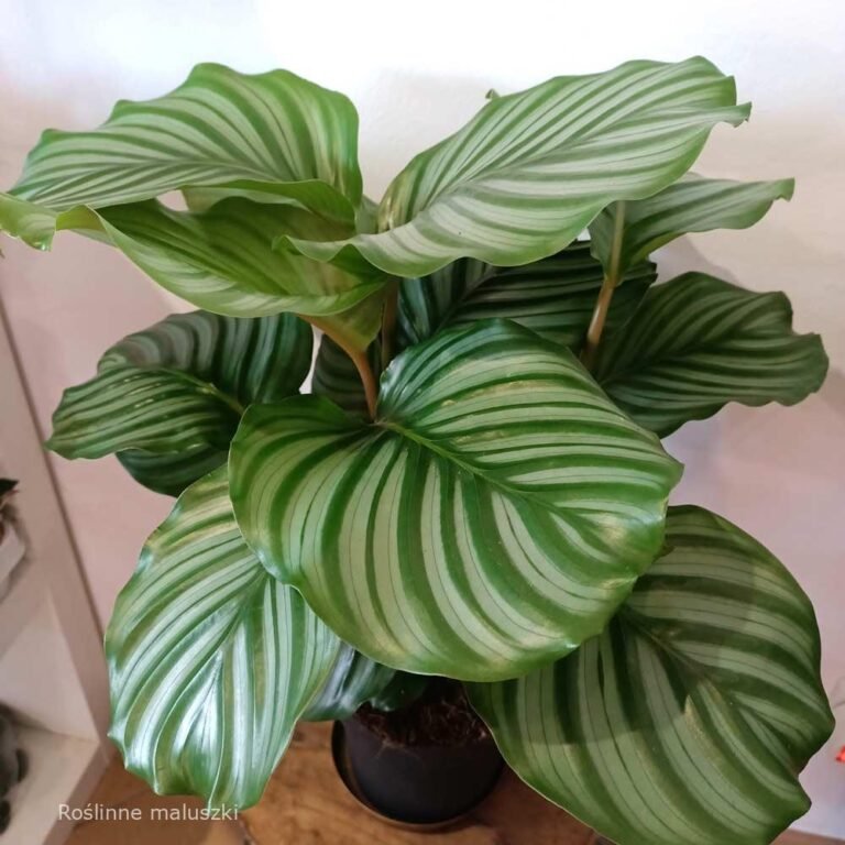 Calathea