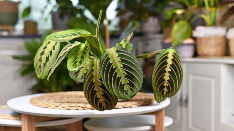 Maranta